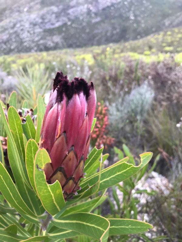 Protea