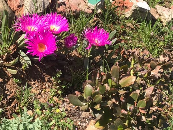 Carpobrotus deliciosus