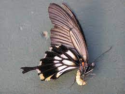 dead butterfly