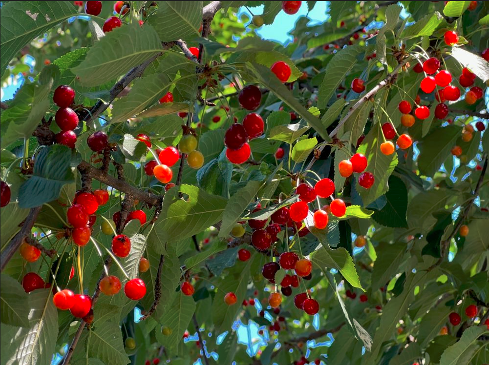 red cherries