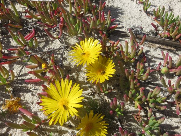 a beach side wilderness up close