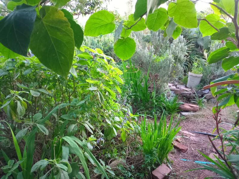 the soil is shaded by tall and short plants