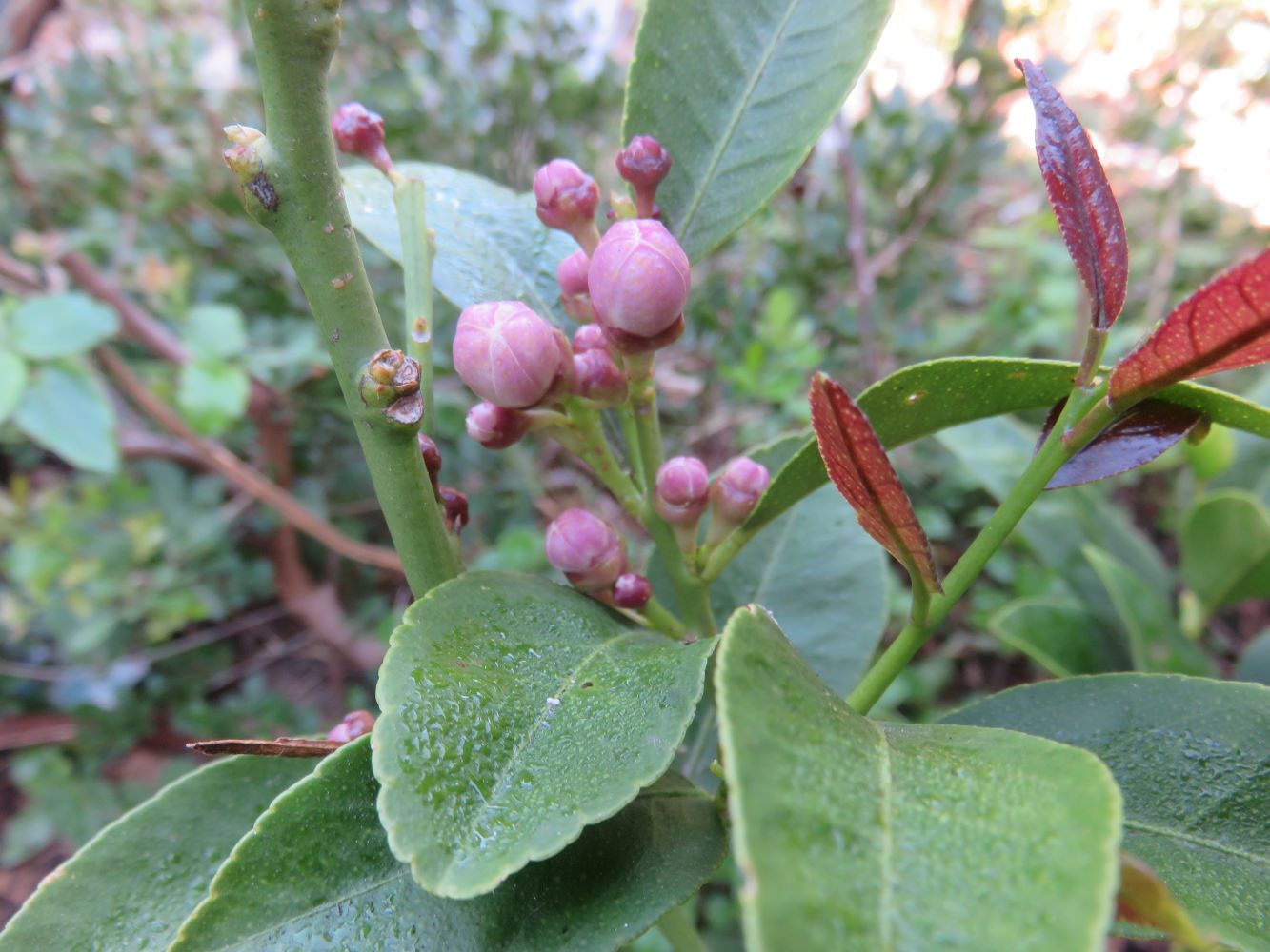 Want to know how to regenerate your garden ? Plant ! Plants feed the soil. The queen of the garden and kitchen is the lemon tree, not so ?