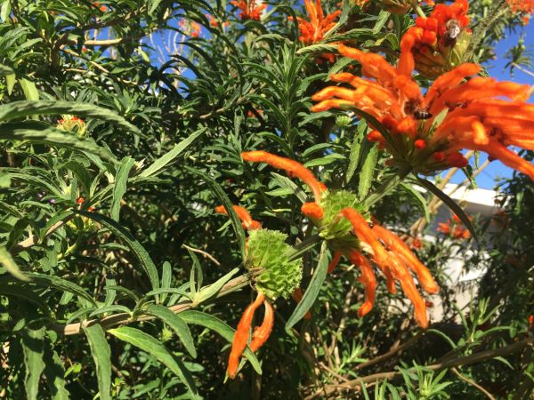 leonouts leonorus nectar enjoymentseed heads