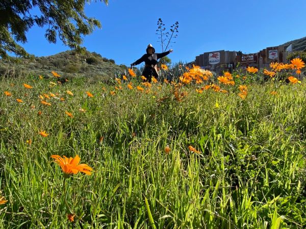 meadow garden in spring