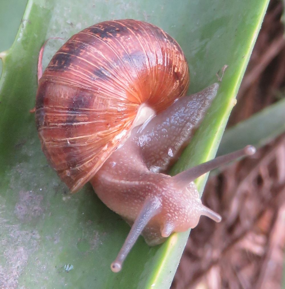 How snail shells are made, some beautiful, strange and weird factoids