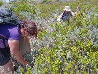 Seed collecting Fynbos LIFE