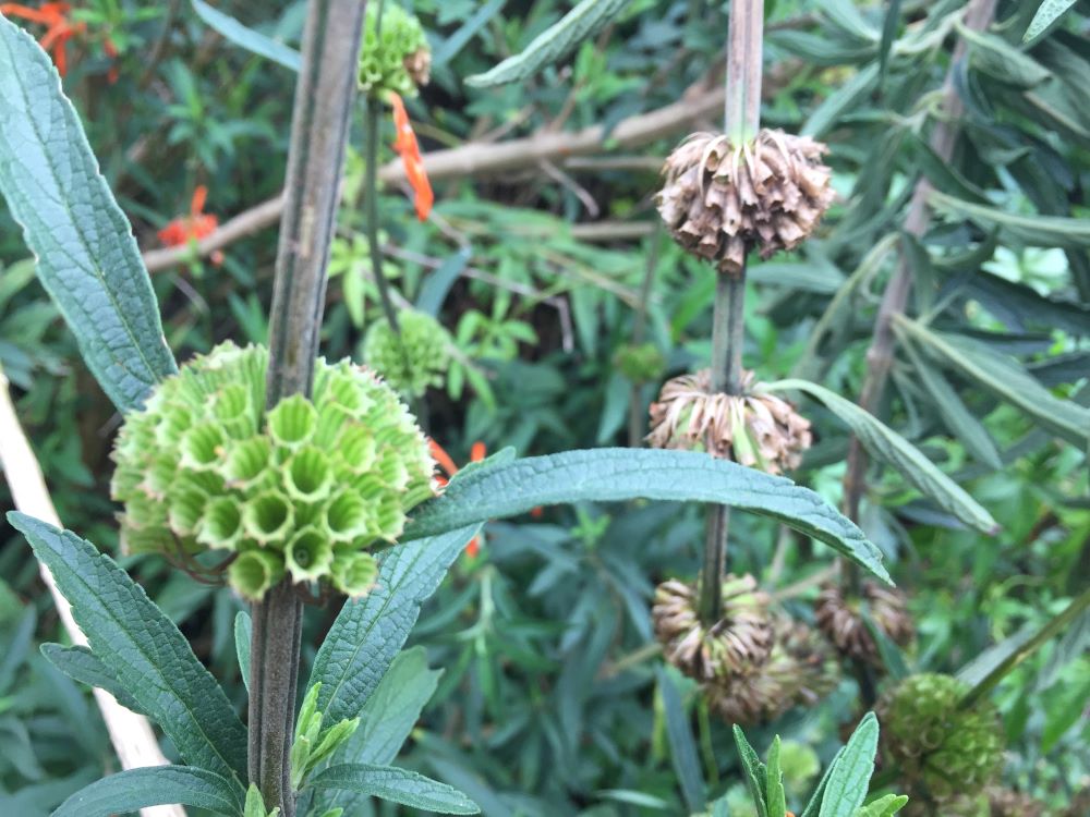 seed heads