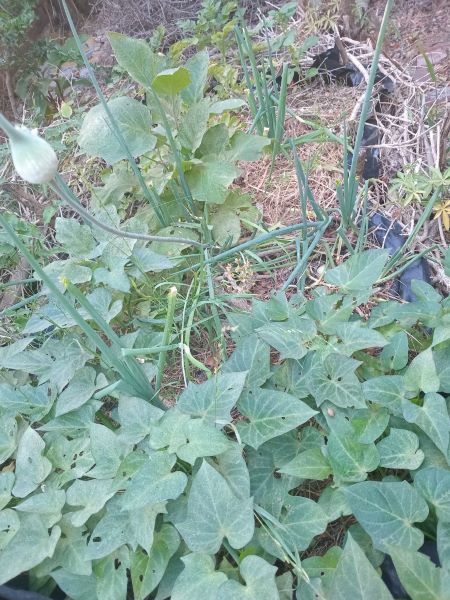 sweet potato ground cover