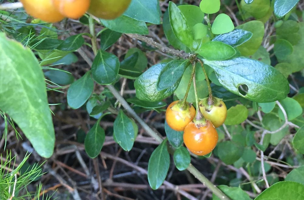 wild solanum