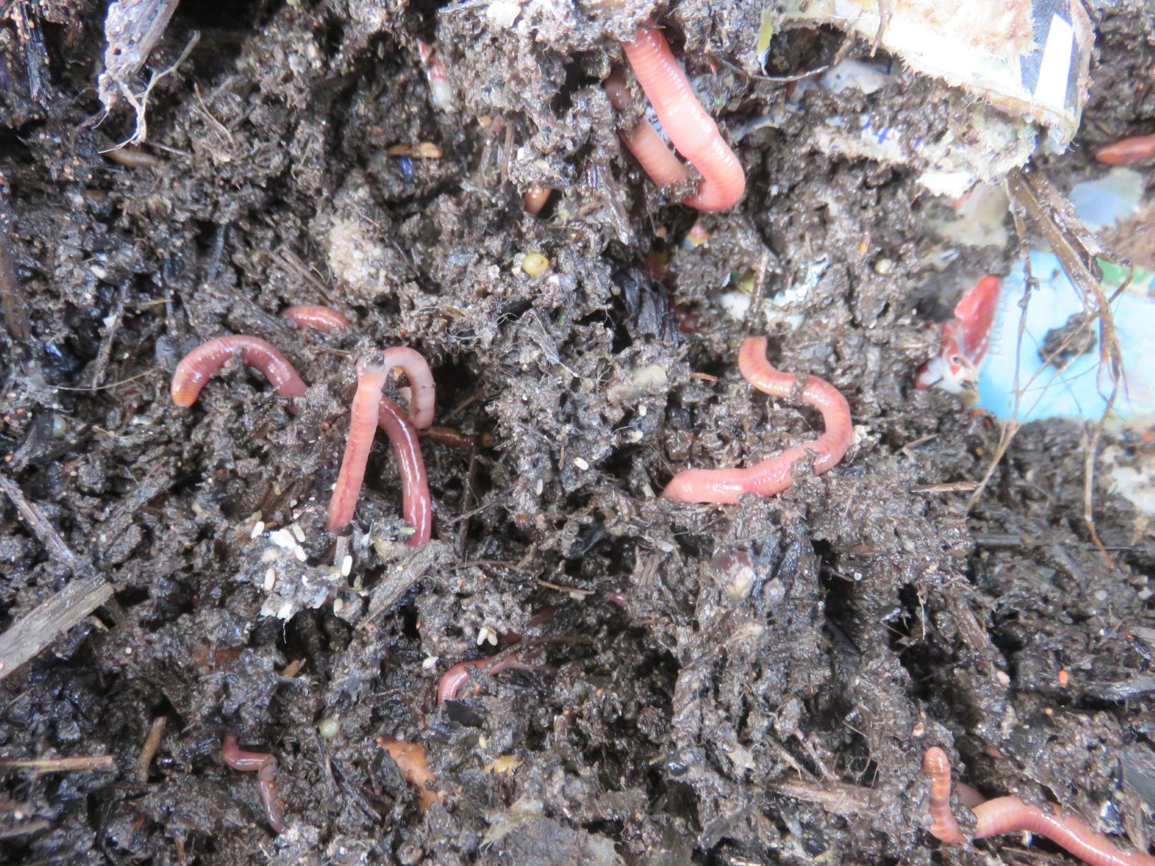 earth worm farming