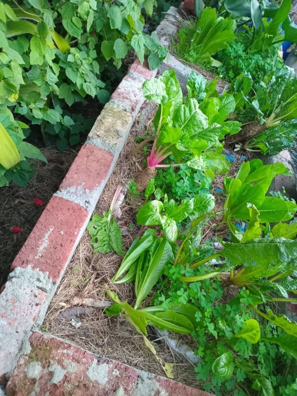 The sixth year in, my grey water grow beds are producing all the chard we need. 