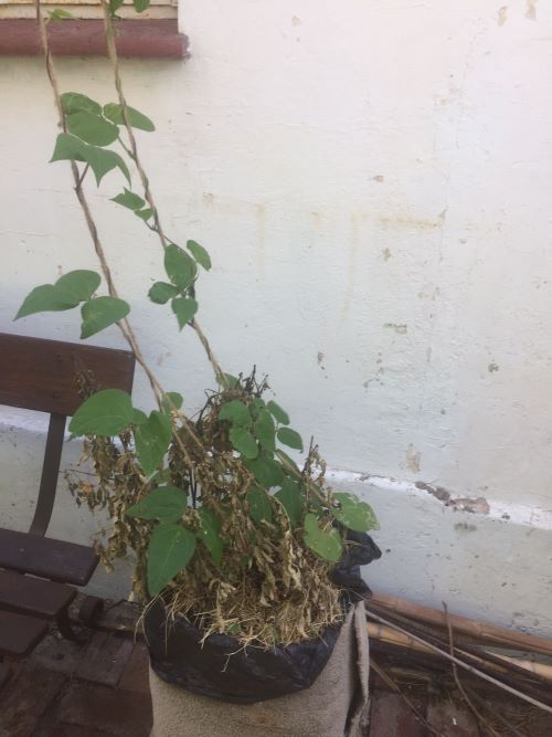 beans emerging as the branches dry up