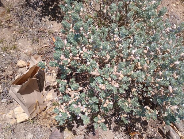 Collecting bags and our prey, taking some of these seeds.