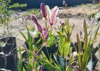 a common roadside wildflower