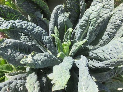 Brassica oleracea the most protean vegetable