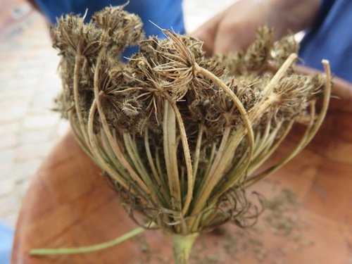 The beautiful double umbel of the carrot seed head