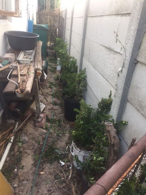 alley full of bean seedlings