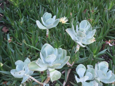 in the dry, these different greens will delight the eye