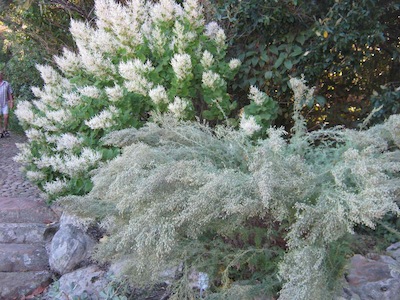 water-wise indigenous planting in shades of grey and white