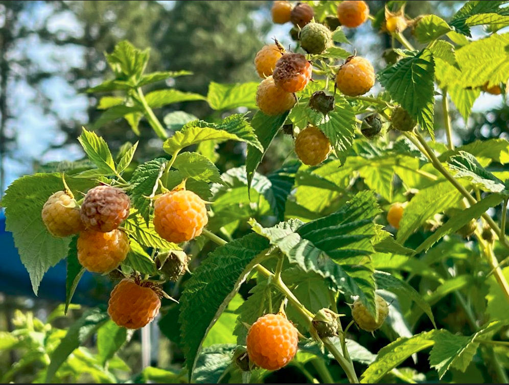 yellow rasberries