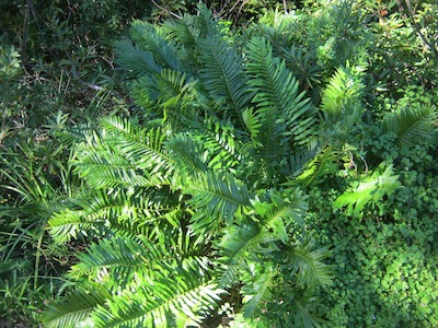 know your site, choose plants which fit: a thin skin of soil around some boulders in the wet riverine zone supports this lovely fern