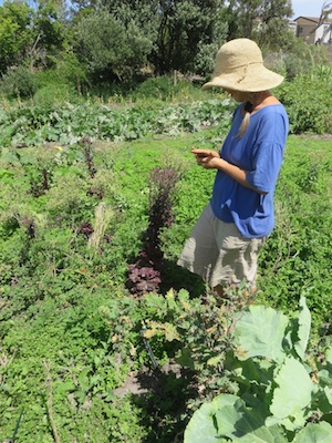 Phillipa checks the readiness of the red lettuce seed