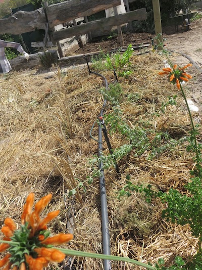 a row of indigenous windbreak plants