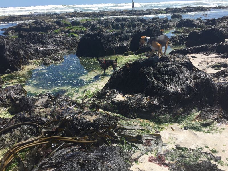 inter tidal zone Cape Town