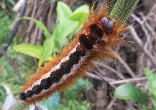 LAPPET MOTH CATERPILLAR