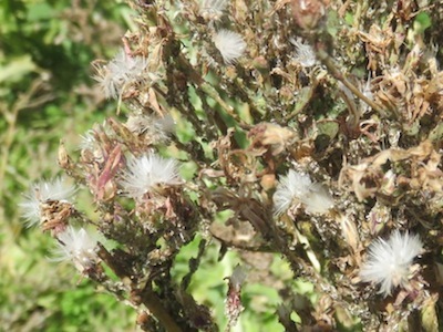 If lettuce goes downy harvest seed ASAP or the wind will