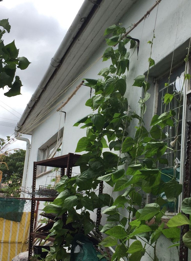 lush bean growth in second year