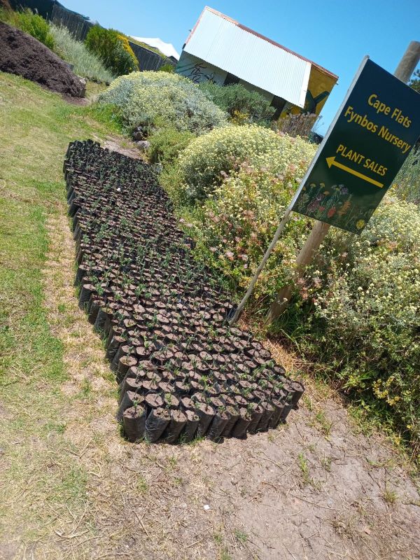 Potted up plants in the Fynbos Life nursery