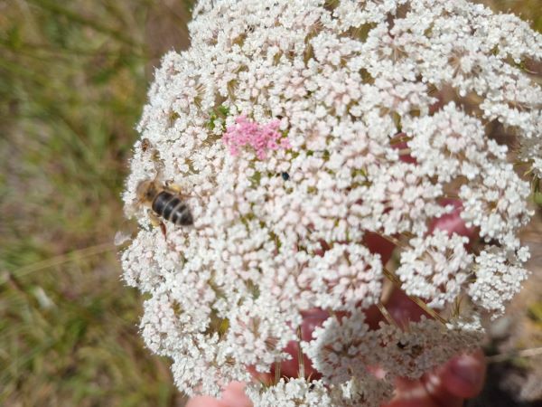 In the stand of aliens I saw this strange pink object. They turned out to be pink florets. Some kind of mutation perhaps. The honeybees visiting the alien plants are generalists, but many other insects will not be able to feed here. 