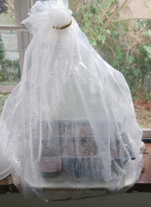 sowing basil under plastic