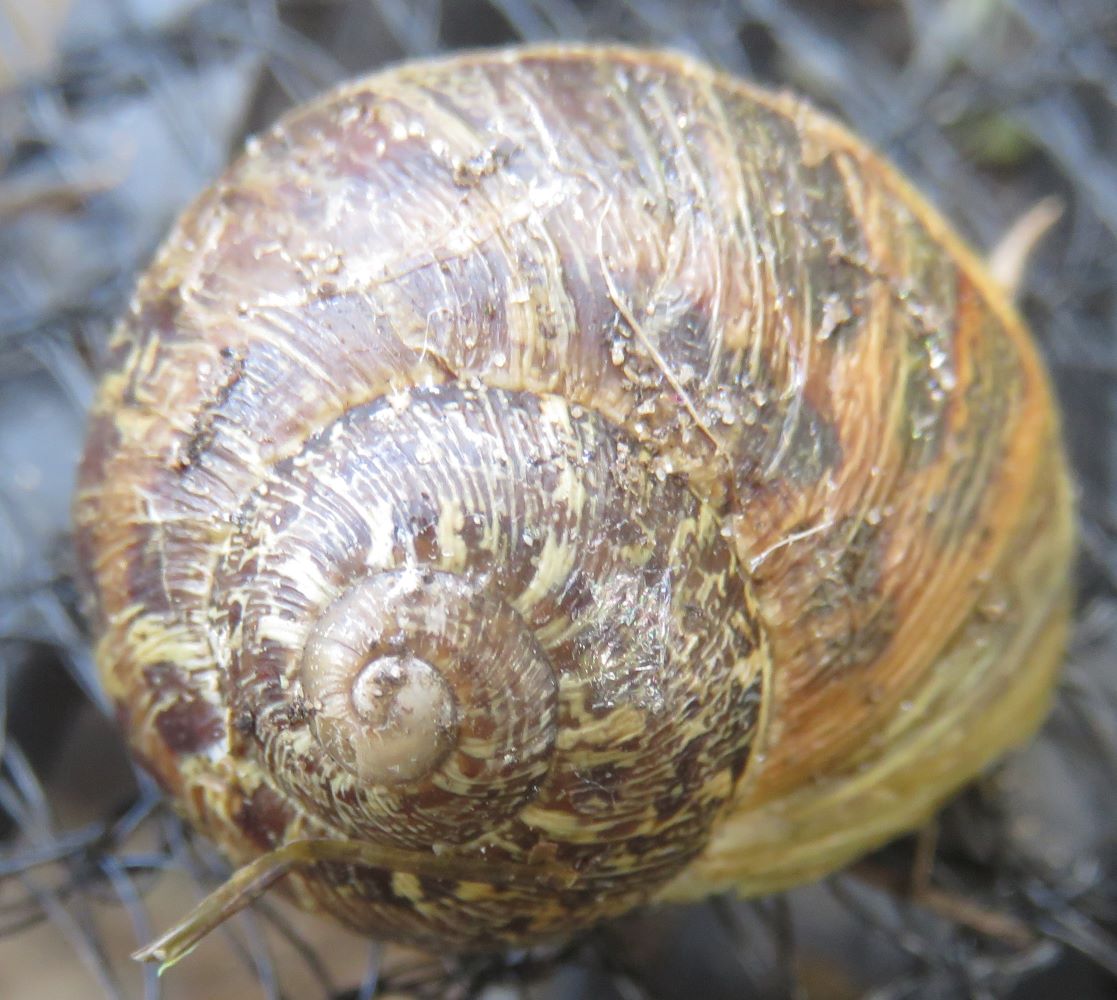 A beautiful garden snail shell decorated by radial bands of pigment.
