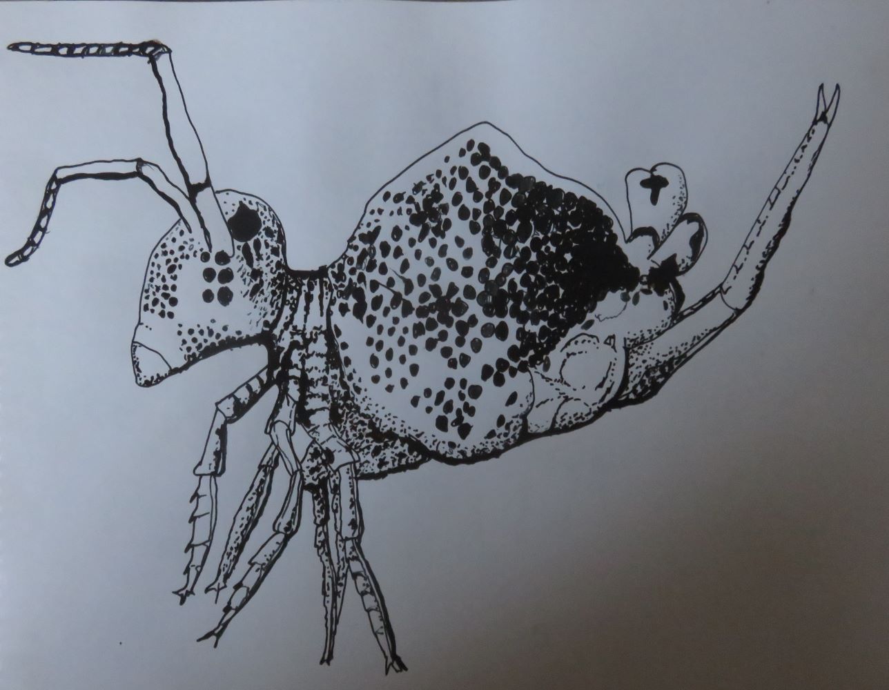 My pen drawing of one of the bizarre and wonderful creatures in the soil, the spring-tail. It is only one to tow millimeters in length.