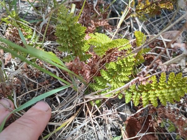 A tiny fern