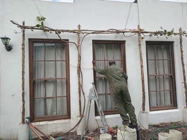 The vine has been tied to the bamboo trellis