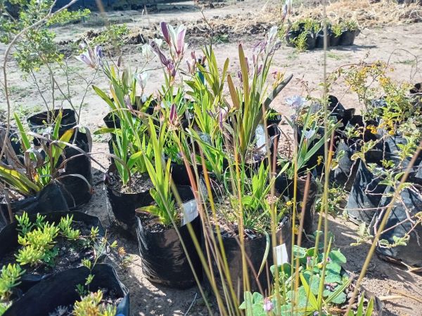 plants waiting for plant up