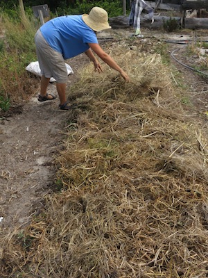 Phillipa mulching the bed